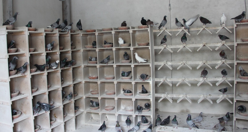 Aachen: Die Stadt füttert ihre Tauben in zehn Schlägen. Die Tiere bleiben die meiste Zeit dort - ihr Dreck auch.